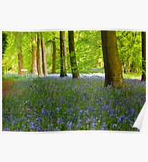 Woodland Scene - Thorpe Perrow. Poster