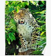 Amur Leopard One Poster