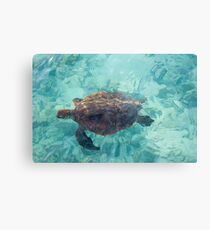 Green Turtle - Heron Island - Australia Metallbild