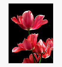 A Hot Pink Pirouette Photographic Print