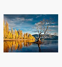 Wanaka Tree Photographic Print