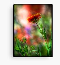 Gaillardia Leinwanddruck