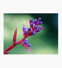 Lámina fotográfica Bromeliad