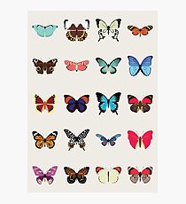 Butterflies Photographic Print