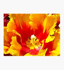 Yellow Red Tulip Flower art prints Floral Baslee Troutman Photographic Print