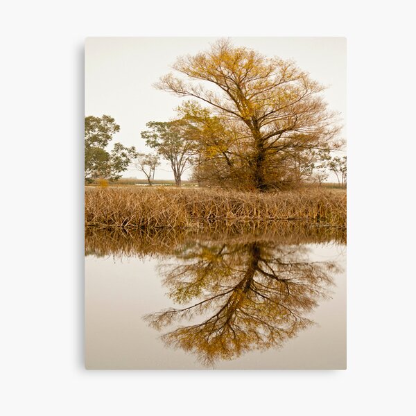 Reflection of a tree Canvas Print