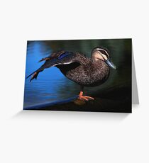 Anas superciliosa Greeting Card