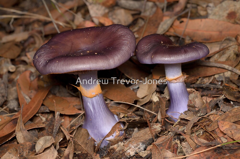 "Purple Fungi Cortinarius archeri" by Andrew Trevor