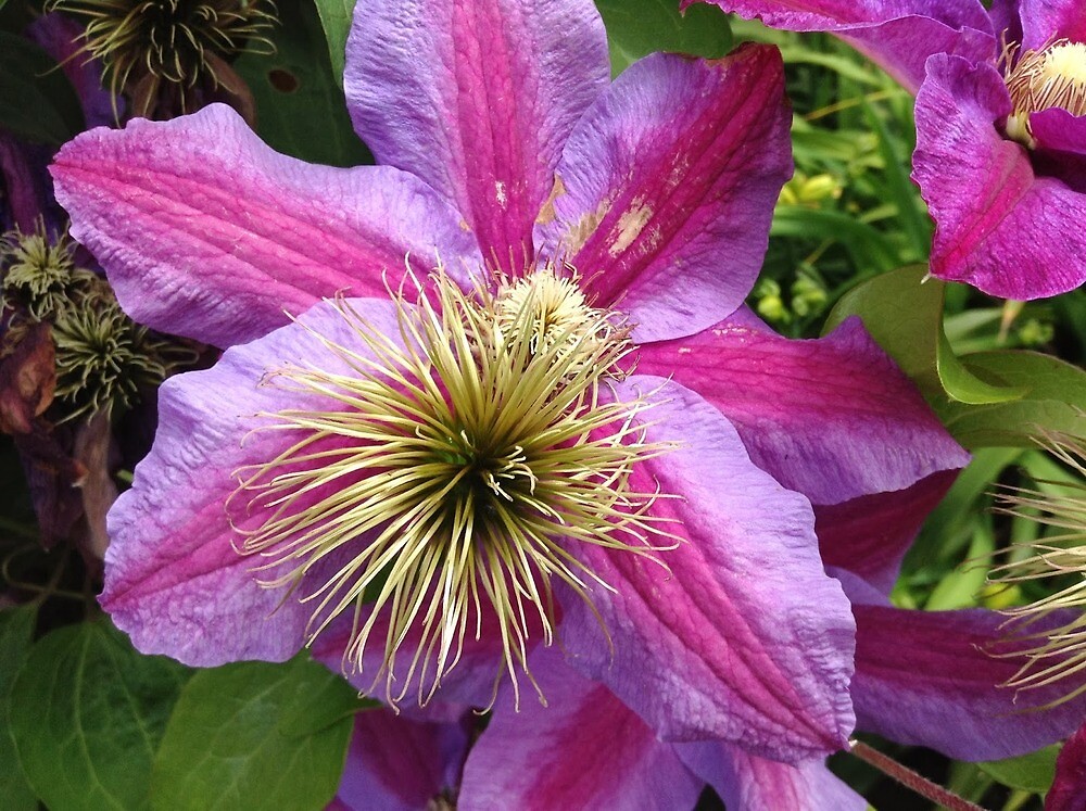 "hot pink clematis" by DesignsbyLuana Redbubble