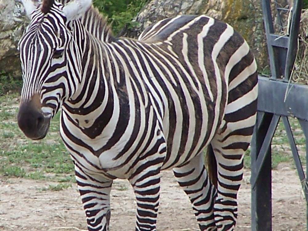 "Zebra At the Cape May Zoo New Jersey" by Heidi Snyder ...