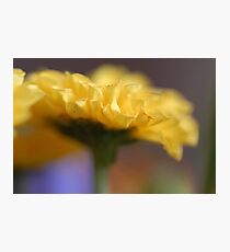 Yellow Dreams Photographic Print