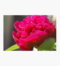 First Peony of 2011 Photographic Print
