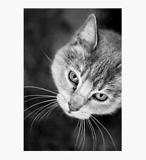 Watchful Companion Photographic Print