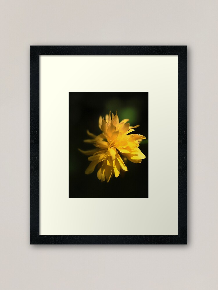 Alternate view of Beautiful Yellow Flower in Full Bloom Framed Art Print