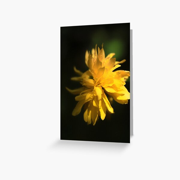 Beautiful Yellow Flower in Full Bloom Greeting Card