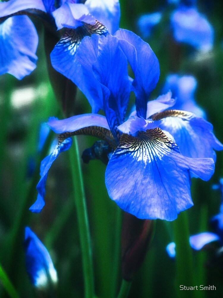 Blue Iris Flower - Art Photography by StuartImagery
