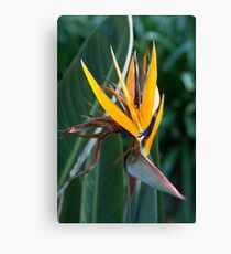 Bird of Paradise Canvas Print