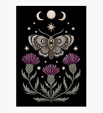 Thistle and moth Photographic Print