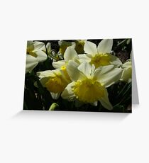 Daffodils Greeting Card