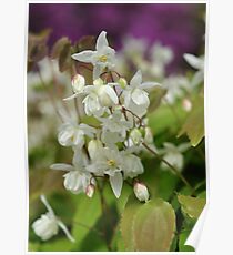 Softness Poster