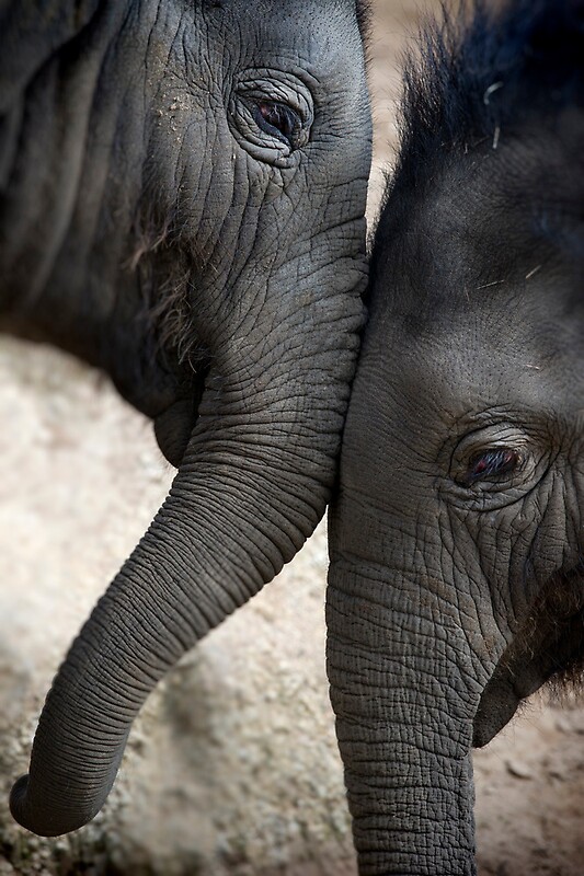 "Baby Elephants playing" by Matthew Mallett | Redbubble