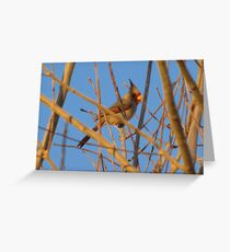 Pyrrhuloxia (Male) ~ Sunset Sir Greeting Card