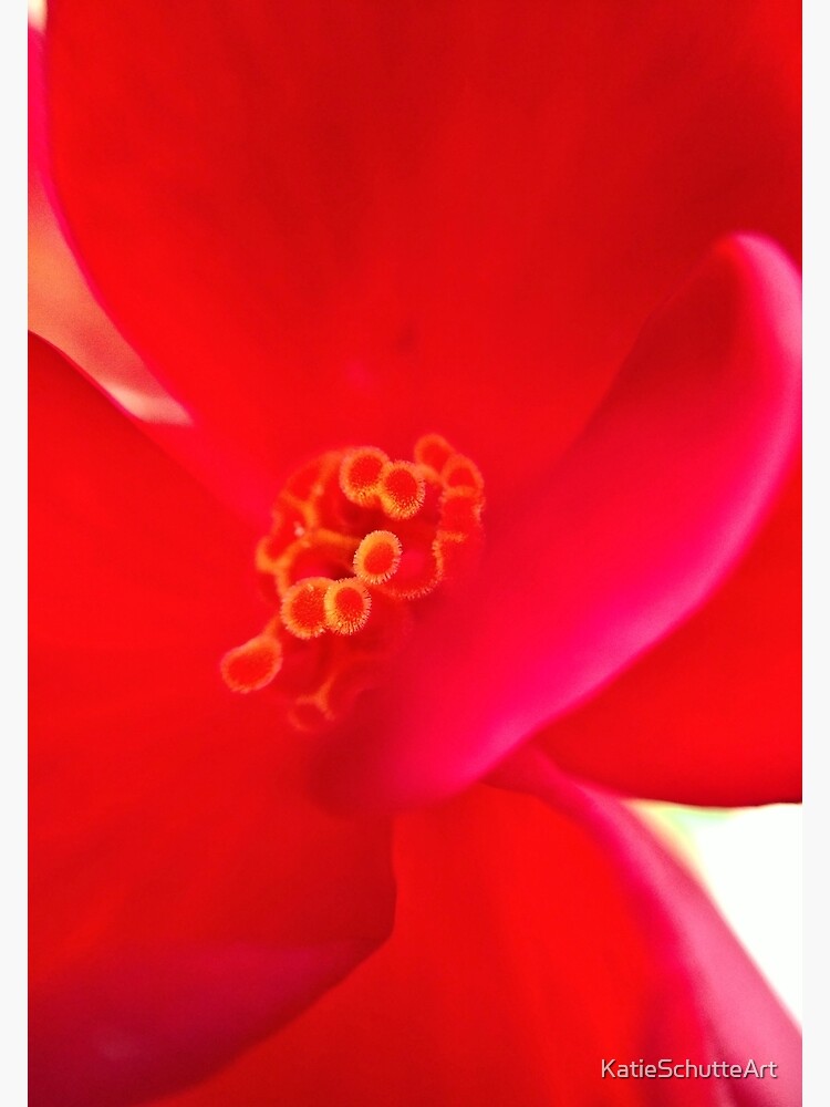 Red Flower by KatieSchutteArt