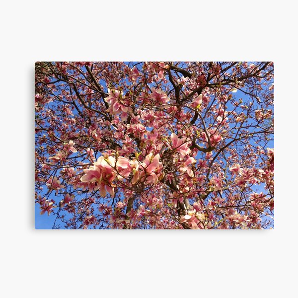 Spring Tree Canvas Print