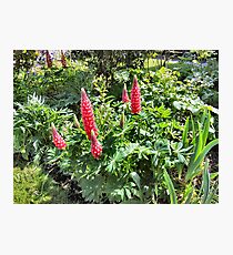 RED GARDEN FLOWERS. Photographic Print