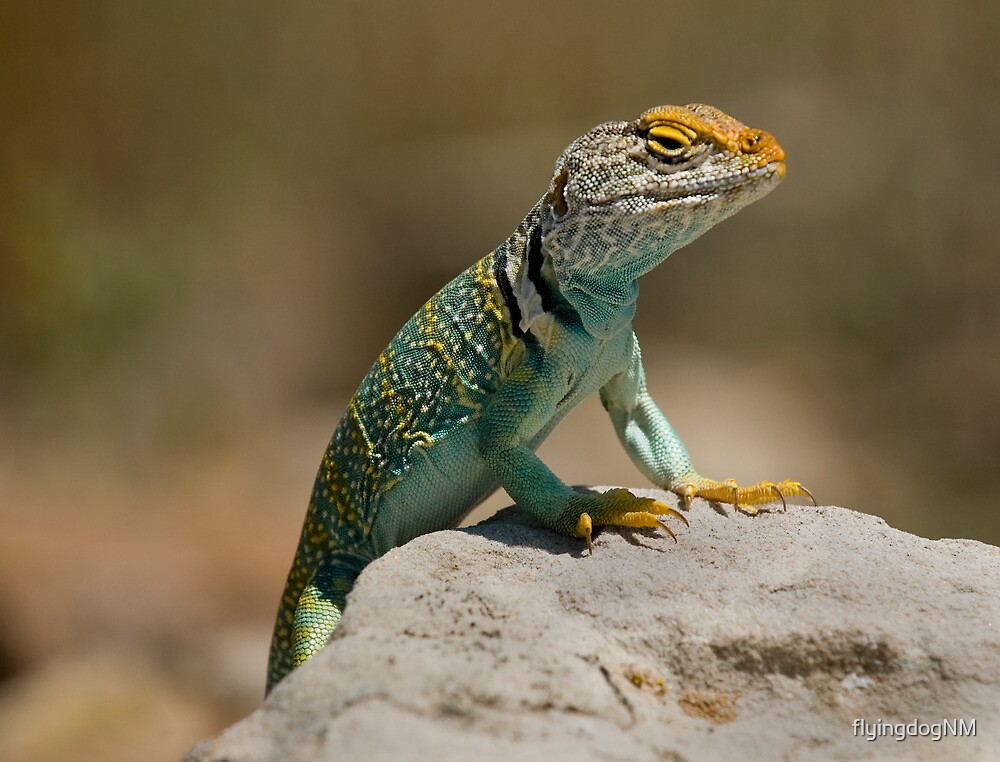 "New Mexican Collared Lizard (Crotaphytus collaris)" by flyingdogNM