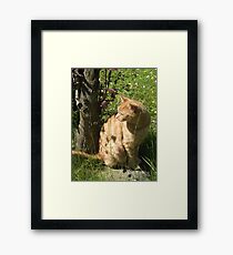 puss puss Framed Print