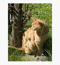 puss puss Photographic Print
