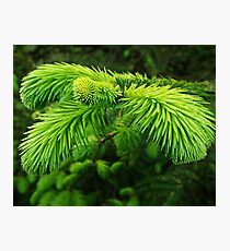Pine Photographic Print