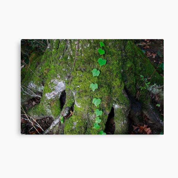 To the Top Canvas Print