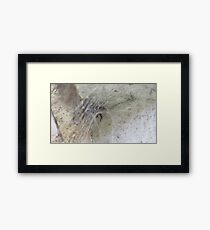 Spider Web Framed Print
