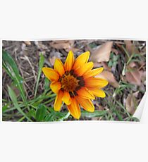 Sunflower Poster