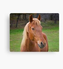 Brown Horse Leinwanddruck