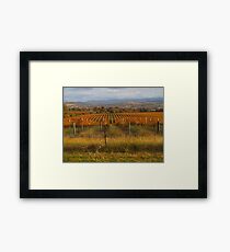 Across the vineyards just before sunset. Framed Print