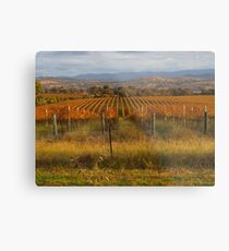 Across the vineyards just before sunset. Metal Print