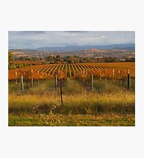Across the vineyards just before sunset. Photographic Print