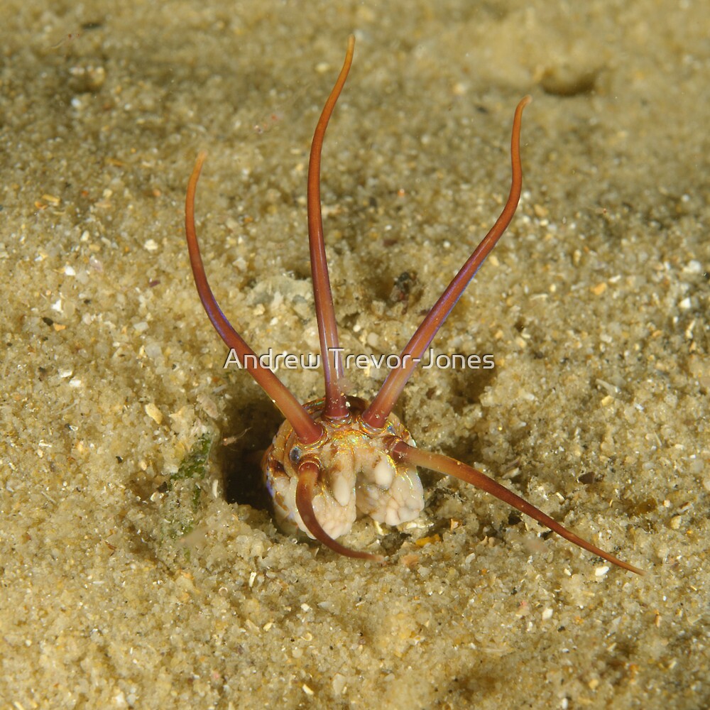 My Image 96