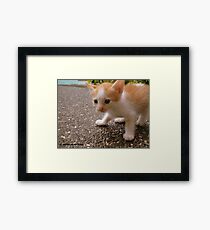 FREDO Framed Print