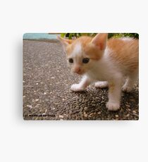 FREDO Canvas Print
