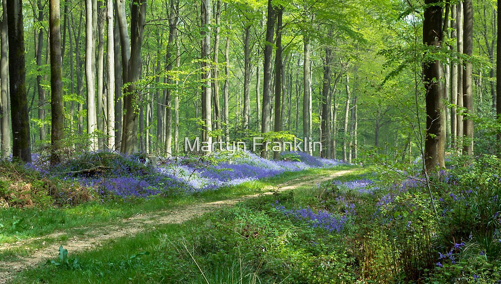 English Countryside In Spring
