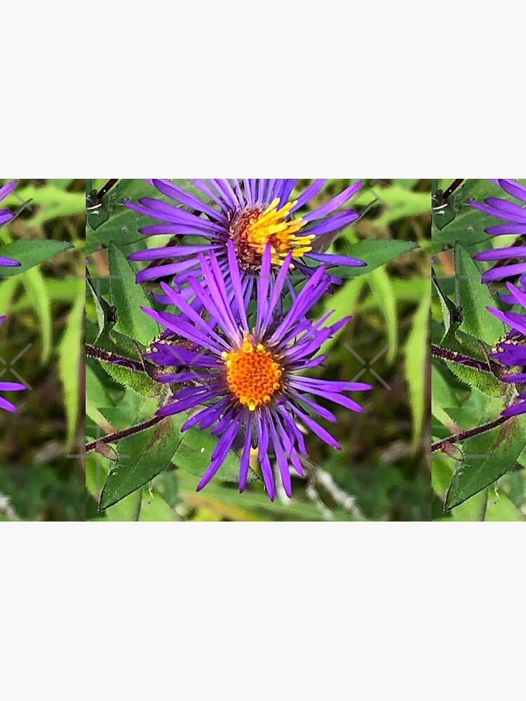 Purple flowers, autumn flowers, flowers by PicsByMi