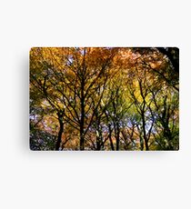 Tree Canopy, Ness Woods. Leinwanddruck