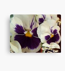 Pansy Canvas Print