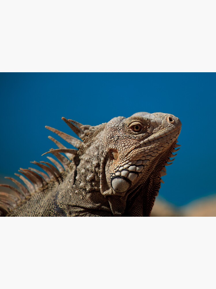 “Aruba - Lizards Rule” Poster by Hillsy75 | Redbubble