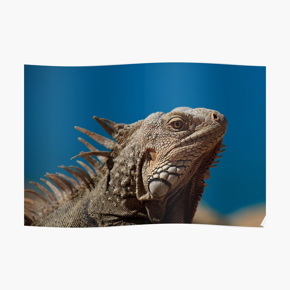 “Aruba - Lizards Rule” Poster by Hillsy75 | Redbubble