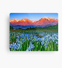 Iris Sunrise Metal Print